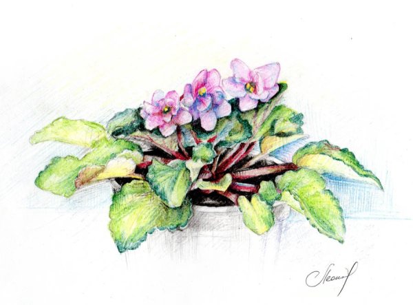 Раскраска комнатные растения фиалка