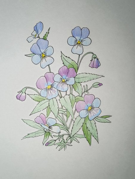 Фиалка узамбарская рисунок