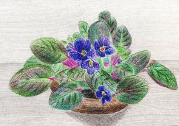 Цветочки для срисовки