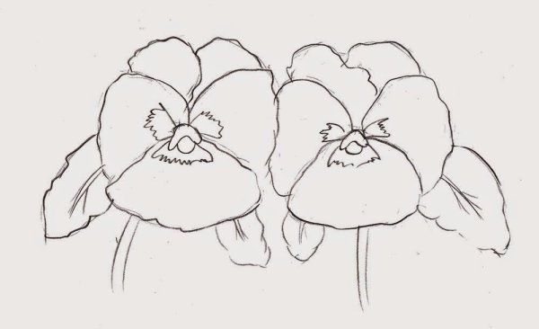 Анютины глазки