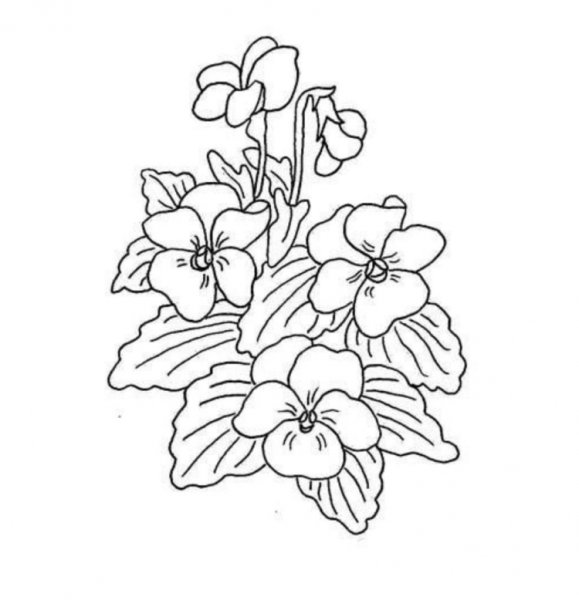 Анютины глазки