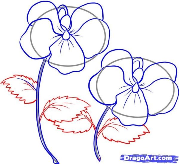 Фиалка поэтапное рисование