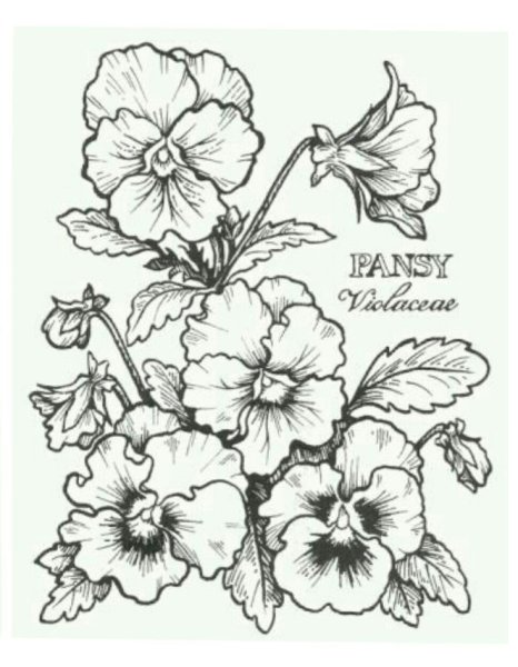 Нарисовать комнатное растение фиалка