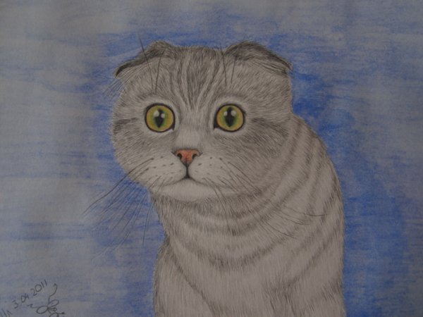 Панна шотландский вислоухий кот