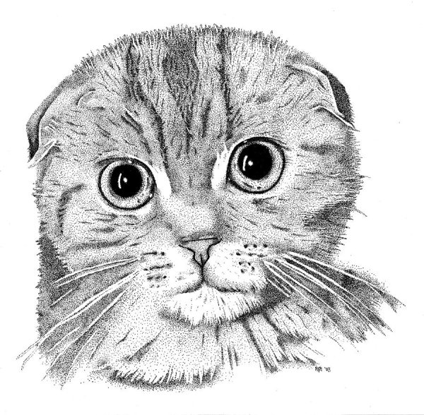 Скоттиш фолд