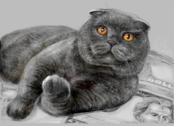 Чеширский вислоухий шотландец