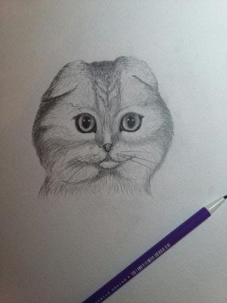 Вислоухая кошка карандашом
