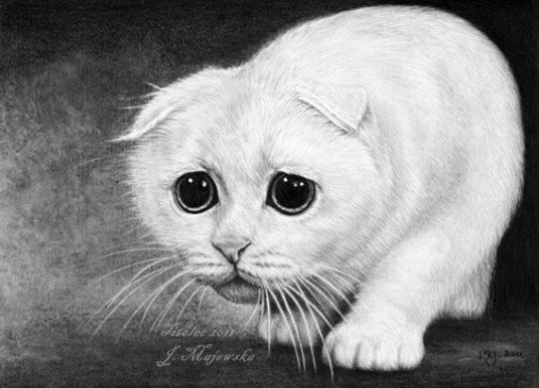 Вислоухий кот карандашом