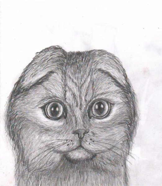 Вислоухая кошка карандашом
