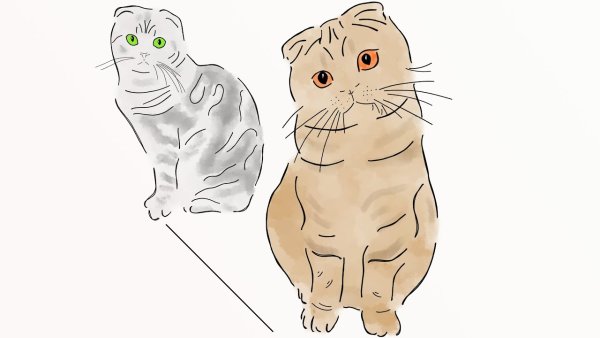 Шотландский вислоухий скоттиш фолд рисунок