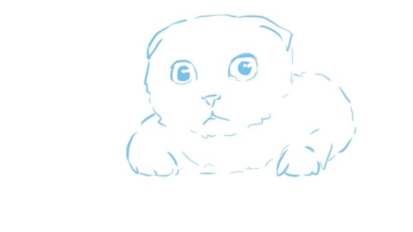 Нарисовать британского кота