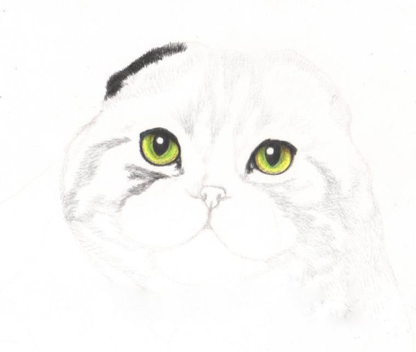 Рисунок вислоухой кошки карандашом