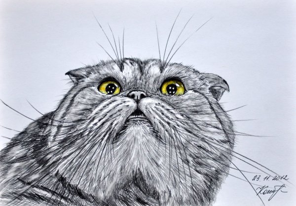 Кошка рисунок карандашом