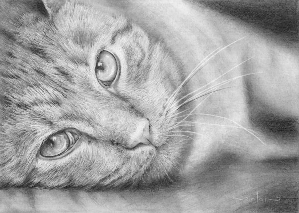 Спящий кот карандашом