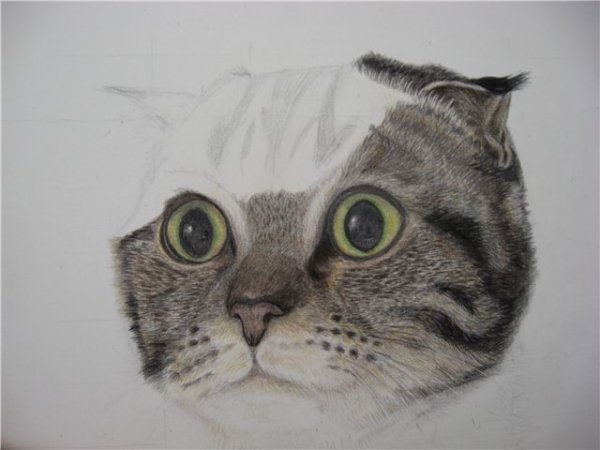 Шотландская вислоухая кошка рисунок