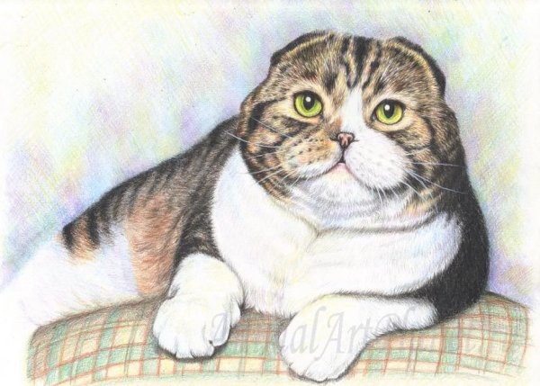 Раскраска кошка Шотландская прямоухая