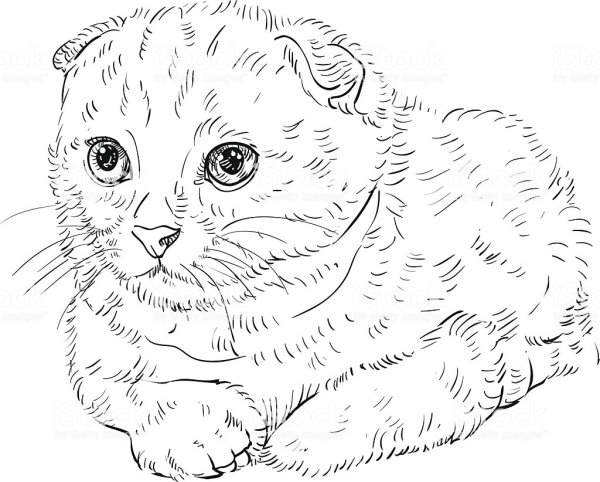 Скоттиш фолд пейнт