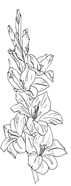 Гладиолус карандашом