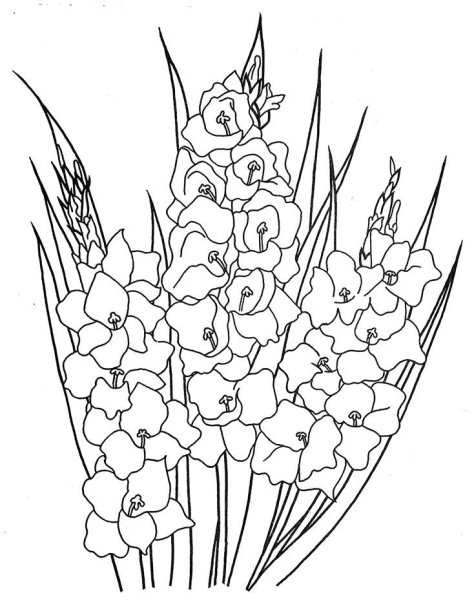 Гладиолус контур