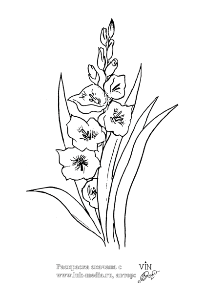 Гладиолус тату эскиз