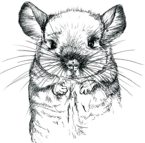 Шиншилла для срисовки