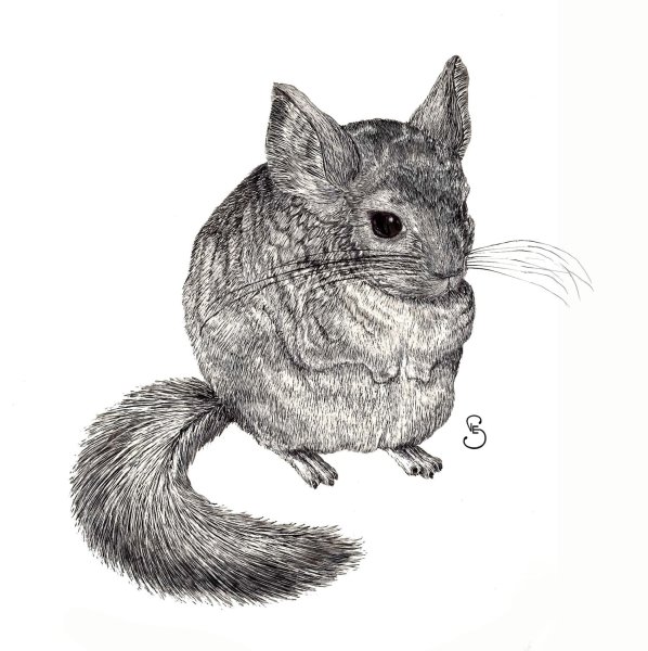 Раскраска шиншилла