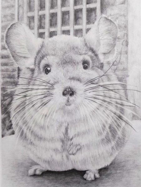 Слепая шиншилла