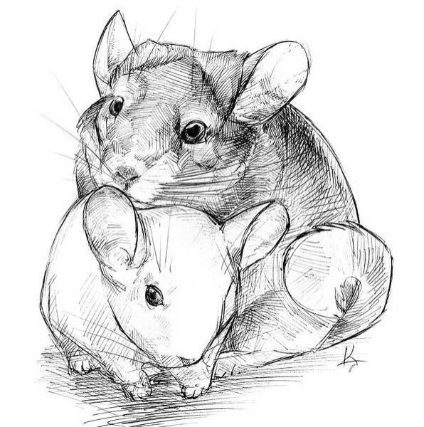 Раскраска шиншилла