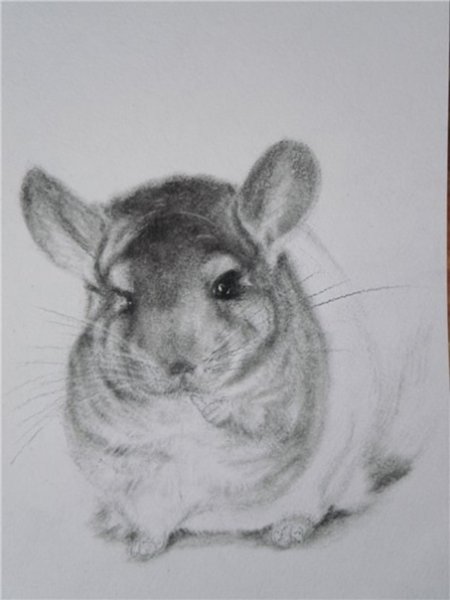 Шиншилла рисунок