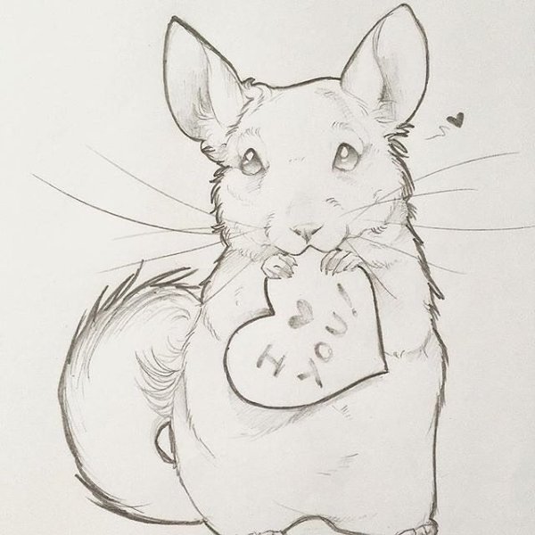 Шиншилла для срисовки