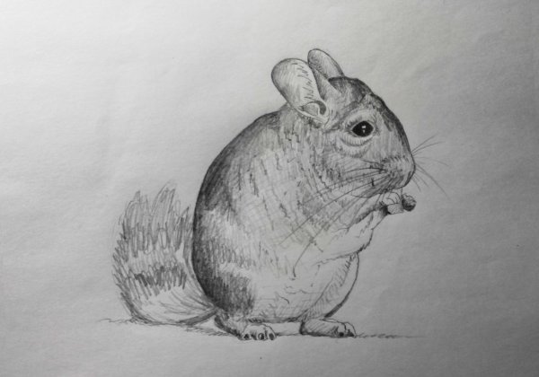 Шиншилла рисунок