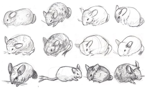 Шиншилла референс