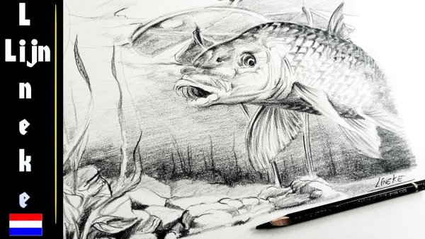 Арт карандашом Рыбак