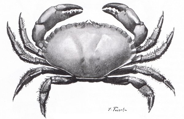 Графическое изображение краба
