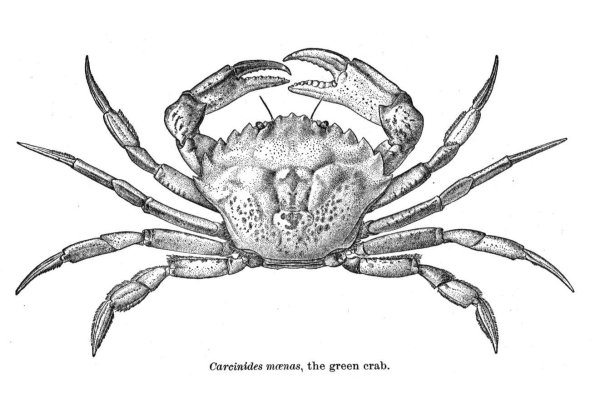 Краб тату эскиз