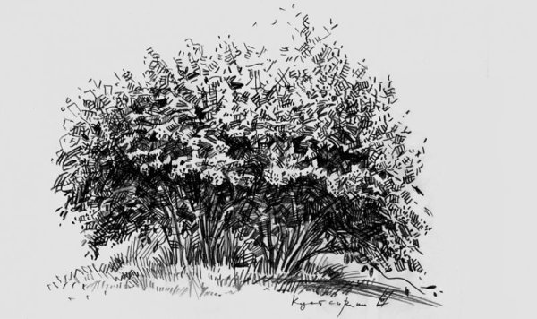 Спирея скетч