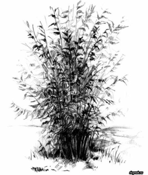 Зарисовки кустарников