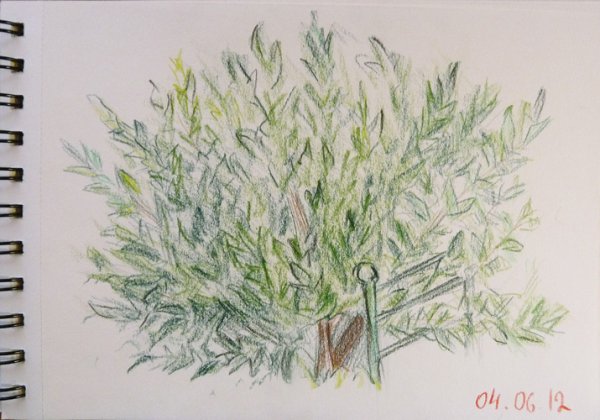 Кустарники для рисования