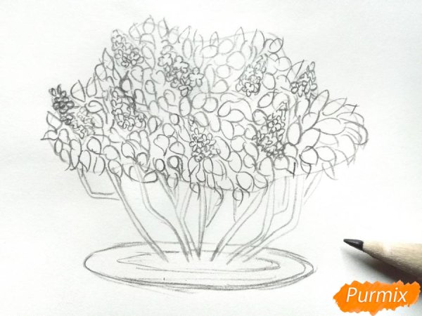 Куст сирени рисунок карандашом