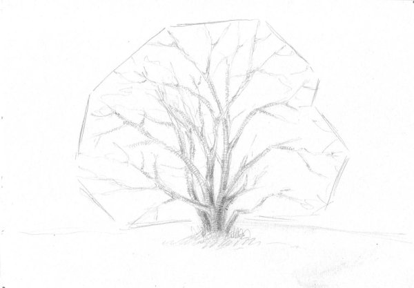 Кусты простым карандашом