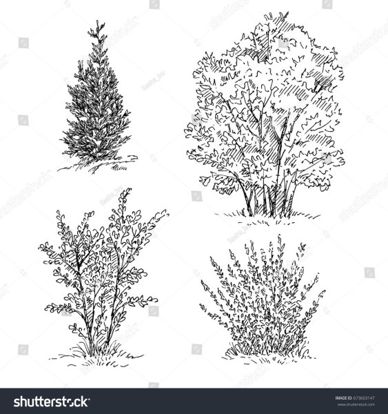 Изображения деревьев и кустарников