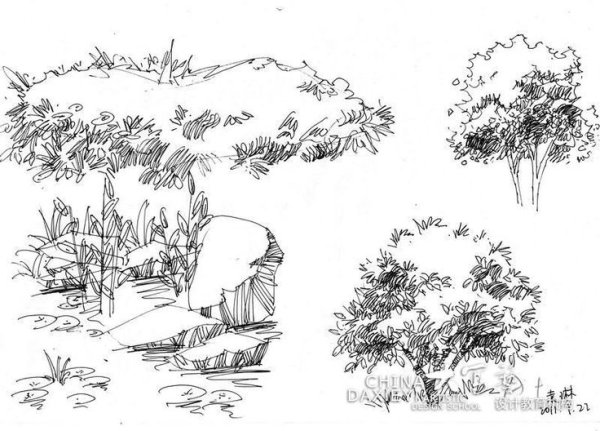 Декоративные кустарники рисунок