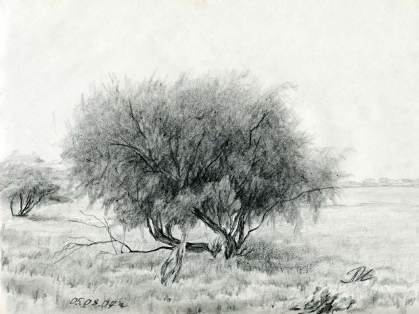 Нарисовать кустарник карандашом