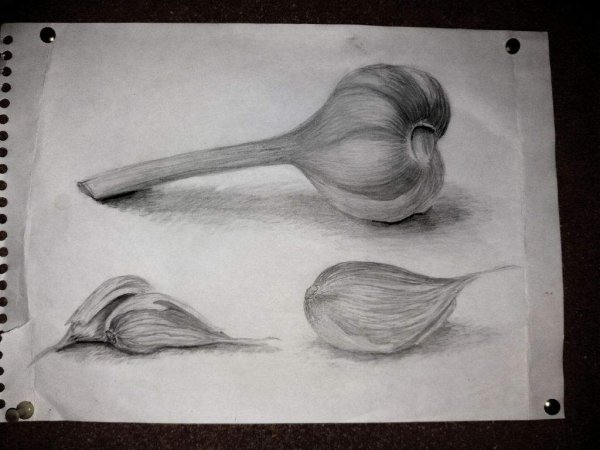 Чеснок карандашом