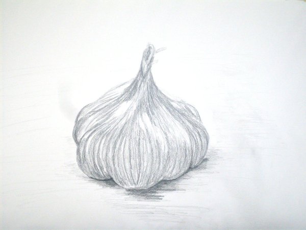 Чеснок карандашом