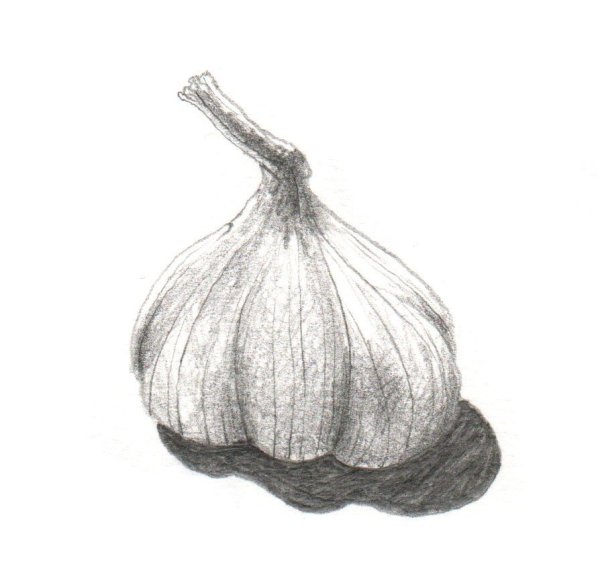 Луковица карандашом