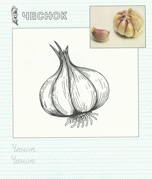 Чеснок трафарет
