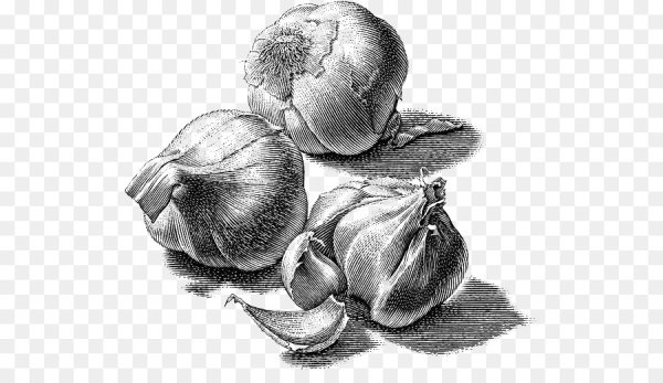 Нарисовать лук карандашом