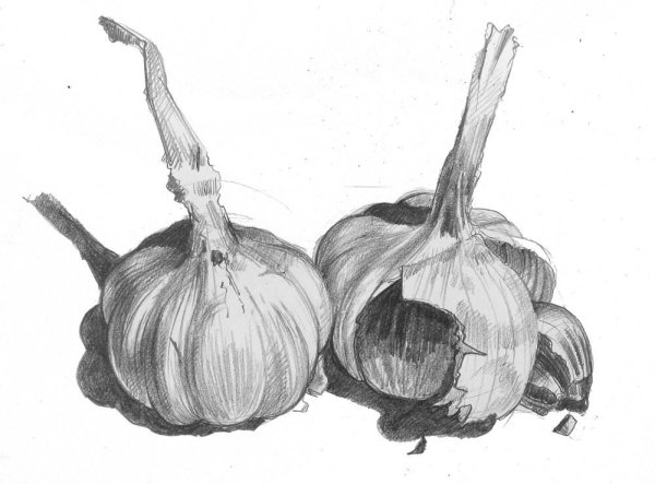 Чеснок Графика