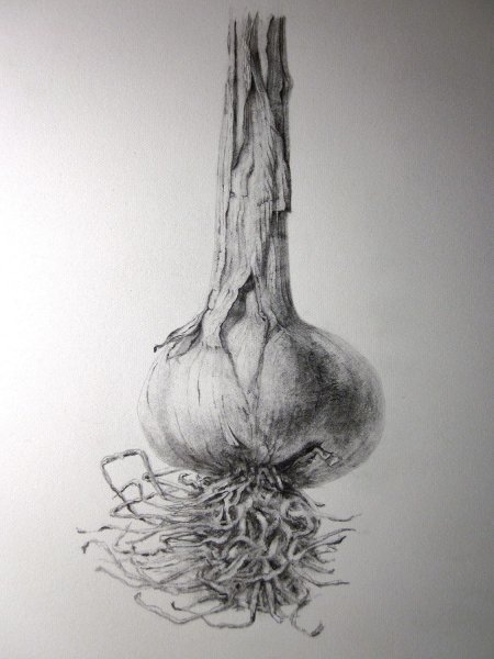 Чеснок карандашом